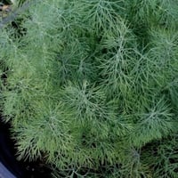 بذور نبات الشبت ( Anethum graveolens )