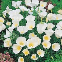 بذور زهور ديدحان كاليفورنيا الابيض ( Eschscholzia...