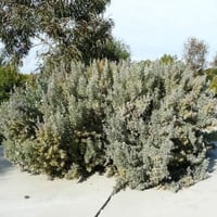 بذور الرغل الاسترالي ( Atriplex nummularia )