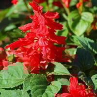 بذور زهرة سلفيا الحمراء ( Salvia splendens )