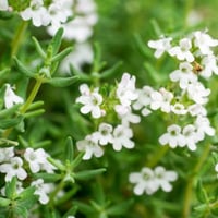 بذور الزعتر البلدي ( Thymus vulgaris )