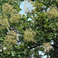بذور شجرة التيك - خشب الساج ( Tectona grandis )