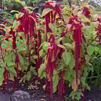 بذور الزهرة المخملية ( Amaranthus caudatus )