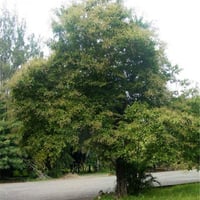 بذور شجرة كورديا البيضاء ( Cordia alliodora )