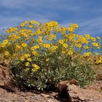 بذور شجيرة انسيليا العطرية ( Encelia farinosa )