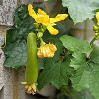 بذور متسلقة الليف - اللوف ( Luffa )