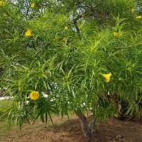 بذور شجيرة تيفيتيا ( Thevetia peruviana )