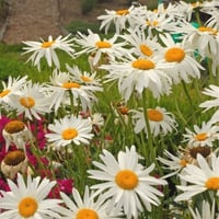 بذور أقحوان شاستا الكبير ( Leucanthemum × superbum...