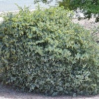 بذور ‫الجوجوبا‬ ( Simmondsia chinensis )