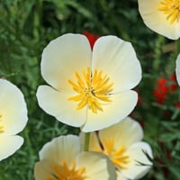 بذور زهور ديدحان كاليفورنيا الابيض ( Eschscholzia...