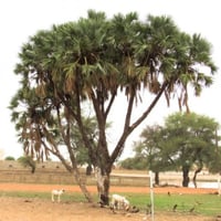 بذور نخيل الدوم ( Hyphaene thebaica )