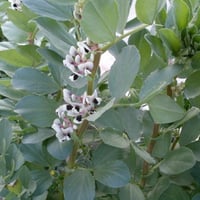 بذور نبات الفول ( Vicia faba )