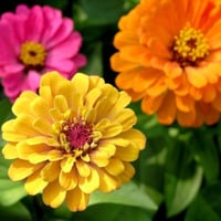 بذور زهرة الزينيا القزمية ( Zinnia elegans Dwarf )