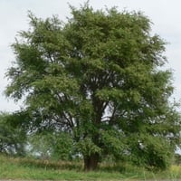 بذور شجرة الحراز النادرة - السنط الابيض ( Faidherb...