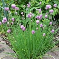 بذور نبات الثوم المعمر ( Allium schoenoprasum )