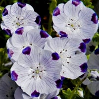 بذور زهرة البقع الخمس ( Nemophila maculata )