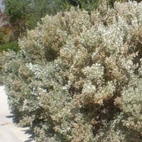 بذور الرغل الاسترالي ( Atriplex nummularia )