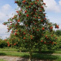 بذور شجرة السمن ( Sorbus aucuparia )