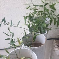 بذور شجرة الاراك - المسواك ( Salvadora Persica )
