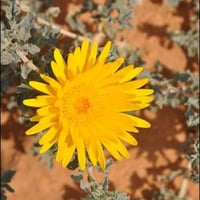 بذور شجيرة النقد ( Anvillea )