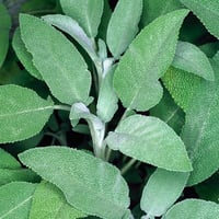بذور عشبة المرامية - ميرامية ( Salvia Officinalis...