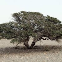 بذور شجرة السمر ( Acacia tortilis )