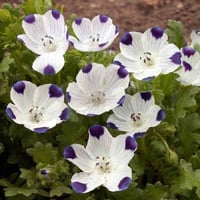 بذور زهرة البقع الخمس ( Nemophila maculata )