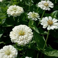 بذور زهرة الزينيا البيضاء ( Zinnia elegans )