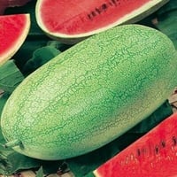 بذور البطيخ الاسطواني ( Citrullus lanatus )