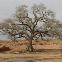 بذور شجرة الحراز النادرة - السنط الابيض ( Faidherb...