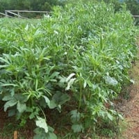 بذور نبات البامية ( Abelmoschus esculentus )