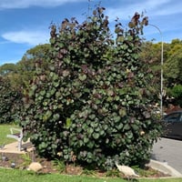 بذور الخبازي الساحلي ( Hibiscus Tiliaceus )