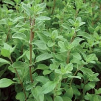 ‫بذور البردقوش - الوزاب - ‬الدوش ( origanum vulgar...