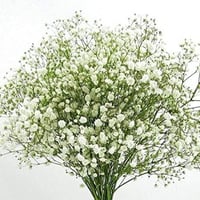 بذور زهرة جيبسوفيلا ايليجانس ( gypsophila Elegans...