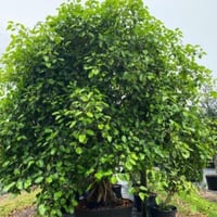 بذور شجرة الفيكس البنغالي ( Ficus benghalensis )