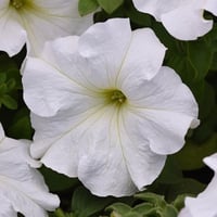 بذور زهرة البيتونيا البيضاء ( Petunia )