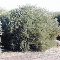 بذور ‫الجوجوبا‬ ( Simmondsia chinensis )