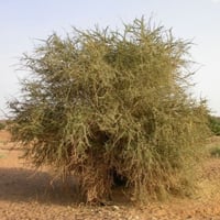 بذور شجرة السرح ( Maerua Crassifolia )