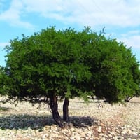 بذور شجرة الأرجان - الأركان ( Argania spinosa )