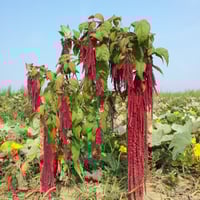 بذور الزهرة المخملية ( Amaranthus caudatus )