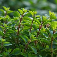 ‫بذور البردقوش - الوزاب - ‬الدوش ( origanum vulgar...