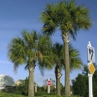 بذور نخيل ذيل الطاووس - سبال نخيلي‬ ‫( Sabal palme...