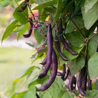 بذور الفاصوليا الارجوانية ( Phaseolus vulgaris )