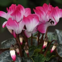 بذور زهرة بخور مريم - قرن الغزال ( cyclamen )