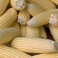 بذور ذرة شامية صفراء هجين ( Zea mays subsp )
