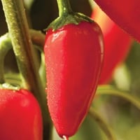 بذور الفلفل الأحمر الصغير ( Capsicum annuum )