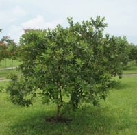 بذور الجوافة الحمراء ( Psidium guajava L )