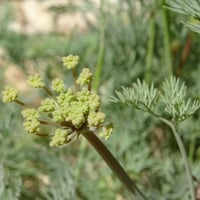 بذور عشبة الحزاء ( Ducrosia anethifolia )