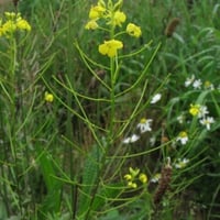 بذور عشبة السمارة - الحويرة ( Sisymbrium orientale...