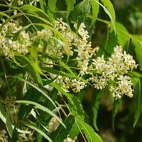 بذور شجرة النيم ( Azadirachta indica )